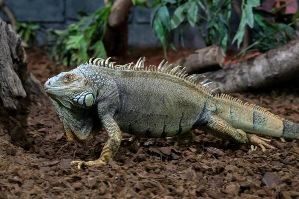 bezplatná Základová fotografie zdarma na téma biodiverzity, botanický, chladnokrevný Základová fotografie