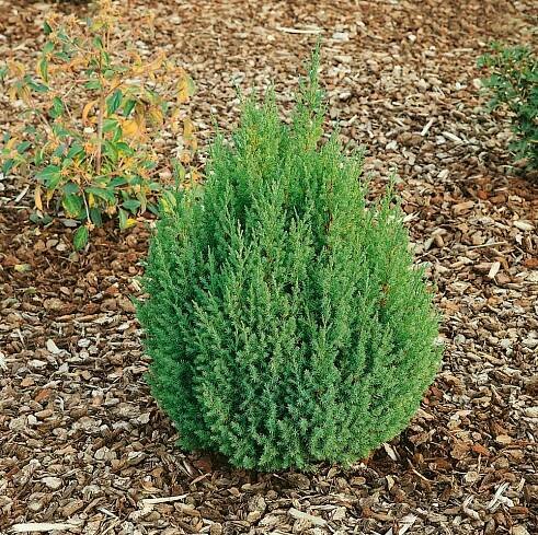 Juniperus chinensis ´Stricta´ , Jalovec čínský, 80-100 cm, C3