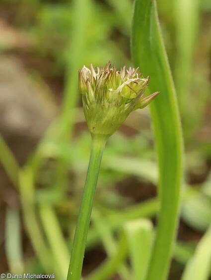 fotografie Allium cristophii (česnek ozdobný)