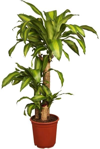   10.Dracena vonná Jedovaté rostliny psi