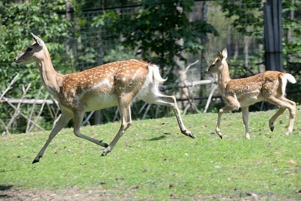 Daněk mezopotámský | Zoo Olomouc - Svatý Kopeček