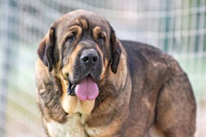 brown spanish mastiff in front of a net