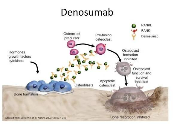 Denosumab
 