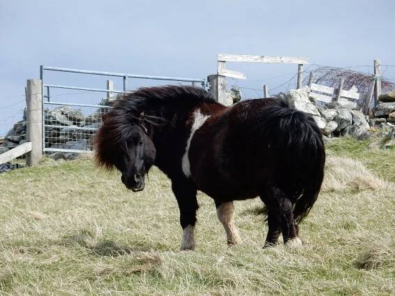 2015-05-08 Shetland Islands 147.JPG