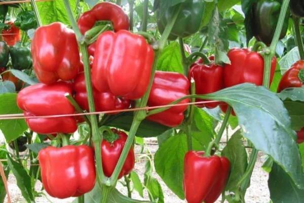 Sladká paprika (California Miracle) -20 ks - Zahrada