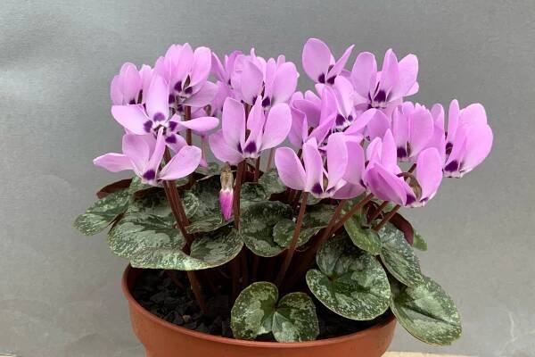 Virtual | Alpine Garden Society