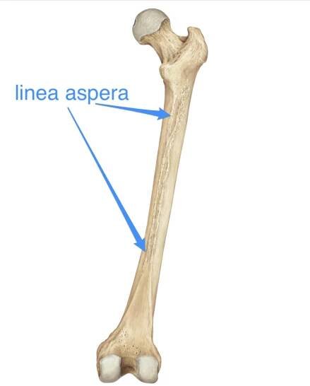 The Quadriceps Muscles - Where They Attach and Their Actions -