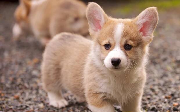 A Happy Corgi Dog Poses For The Camera