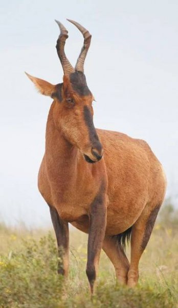 bezplatná Red Hartebeest V Jižní Africe Základová fotografie