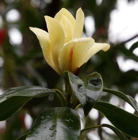 Magnolia