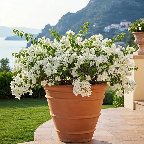 bougainvillea on Tumblr
