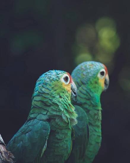 bezplatná Základová fotografie zdarma na téma amazonský papoušek, amazonský pták, barevný Základová fotografie