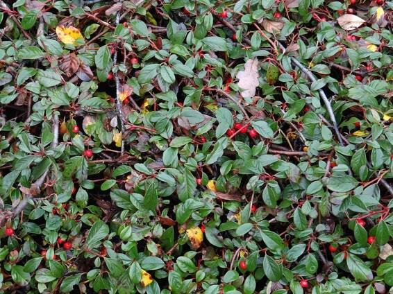 Cotoneaster dammeri (Skalník Dammerův) - eshop, prodej, semena, rostliny, pěstování, fotografie, množení, popis, atd