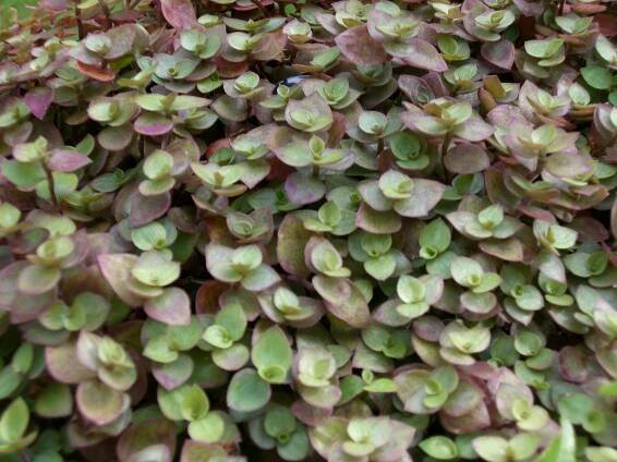 Kompletní průvodce pěstováním a péčí o Callisia repens: tajemství, odrůdy a tipy