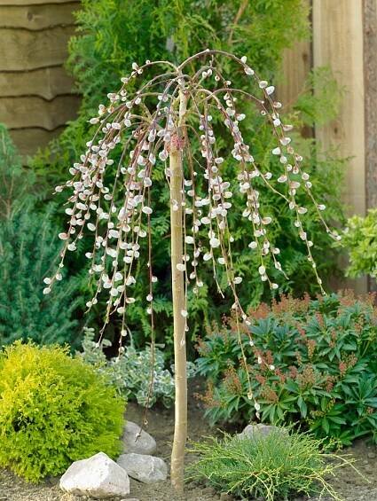 Salix caprea ´Kilmarnock Pendula´ , Vrba jíva, 120 cm kmínek, VK