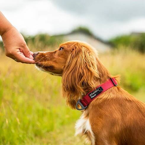 Mountain paws Extra Tough Dog Collar - E-OUTDOOR.CZ 
