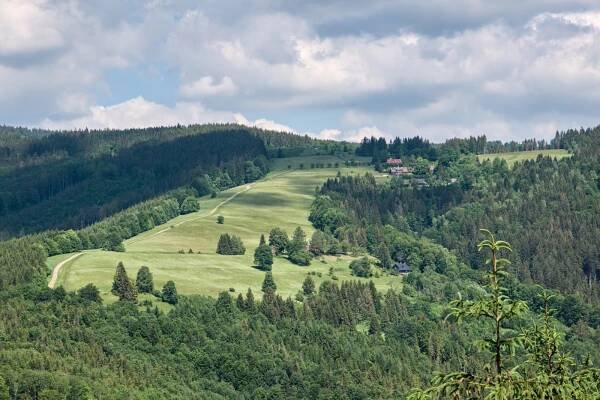 Hrozba pro prales Mionší? Přemnožení jeleni v něm dělají paseku