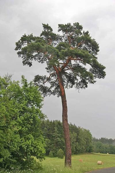 Solitér borovice lesní