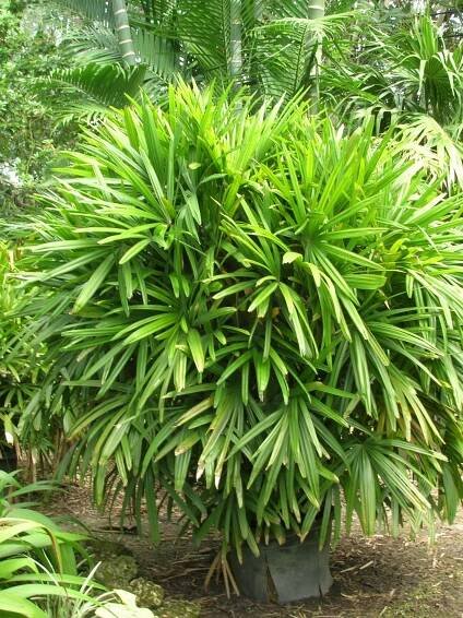 Lady Palm (Rhapis excelsa) - Richard Lyons Nursery, Inc.