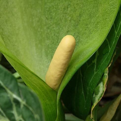 1 Arum italicum 2