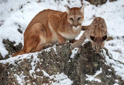 Puma, Cougar, Or Mountain Lion? The Big Cat's Many Names Hinder  Conservation Efforts - WorldAtlas