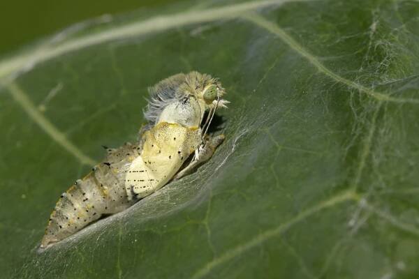 Groot koolwitje, metamorfose, pieris brassicae, gedaanteverwisseling, van rups naar vlinder, vlinderpop, metamorphosis