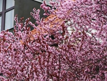 Prunus cerasifera Nigra | Listnaté dřeviny |Zahradnictví Franc 