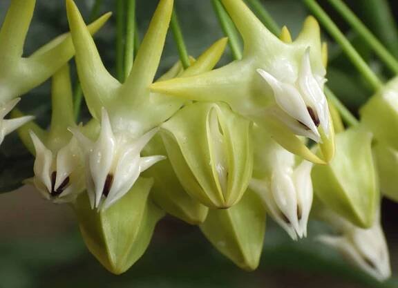 Hoya Multiflora