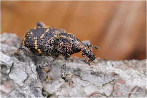 fauna Šluknovska - brouci - Fotografie zvířat a přírody - Monika Suržinová
