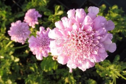 Scabiosa columbaria " Pincushion Pink " - hlaváč Zahradnictví Krulichovi - zahradnictví, květinářství, trvalky, skalničky