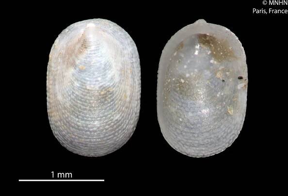 Notocrater gracilis