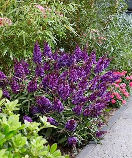 Letní šeřík 'Little Purple®'