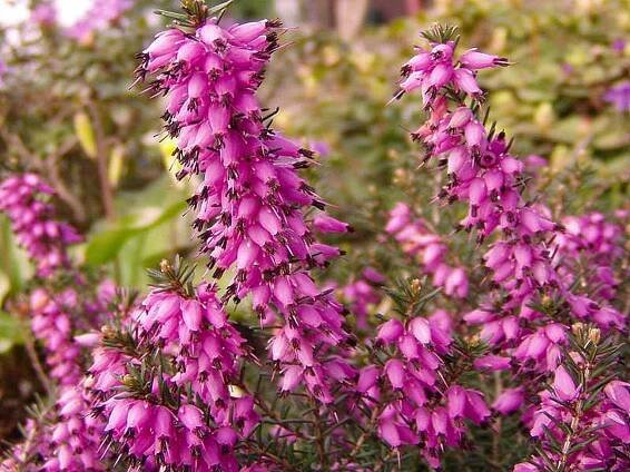 calluna vulgaris - vřes v kontej