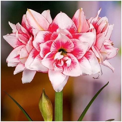 Hvězdník plnokvětý Elvas - Hippeastrum - prodej cibulovin - 1 ks