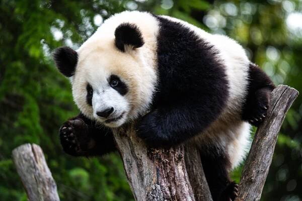 Trees aren't just awkward sleeping spots for these bashful bears
