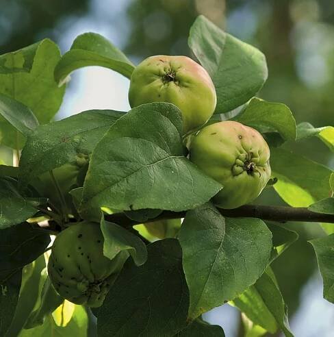 Malus kirghisorum