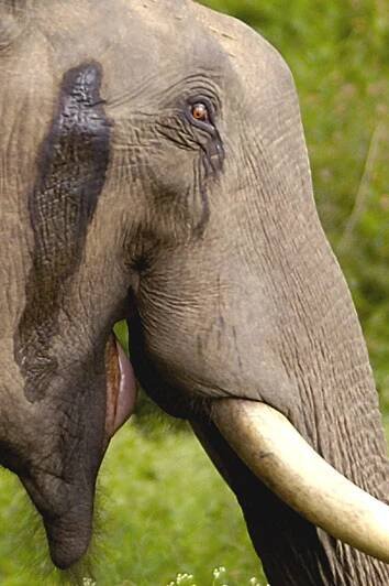 File:2005-tusker-musth-crop.jpg - Wikimedia Commons