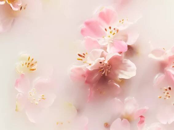 The Ritual of Sakura | RITUALS
