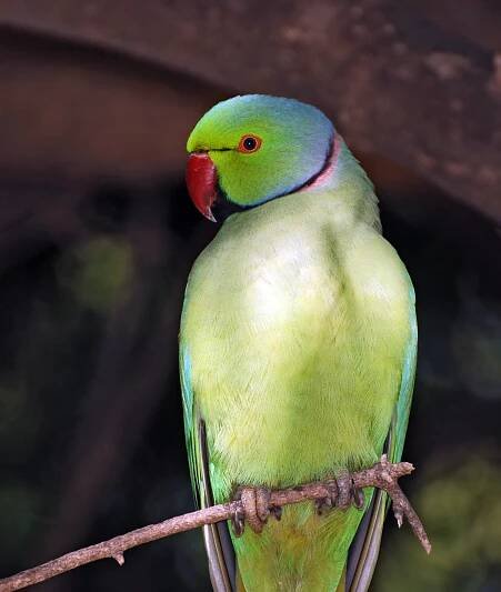 Psittaculidae