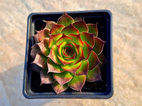 Sempervivum Green Hero