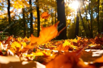 Stáhnout - Padající listí v podzimním lese za slunečného počasí — Stock obrázek