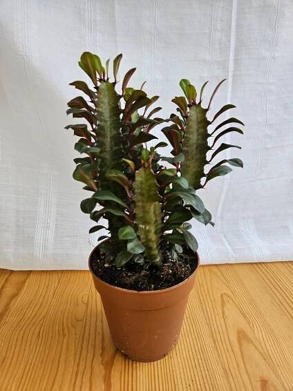 Euphorbia Trigona / African Milk tree