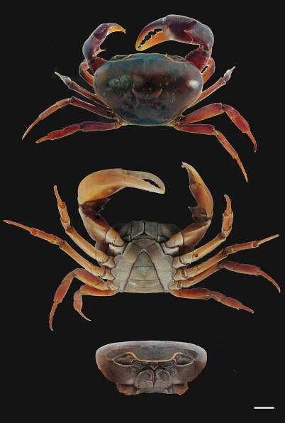 Potamonautes isimangaliso
