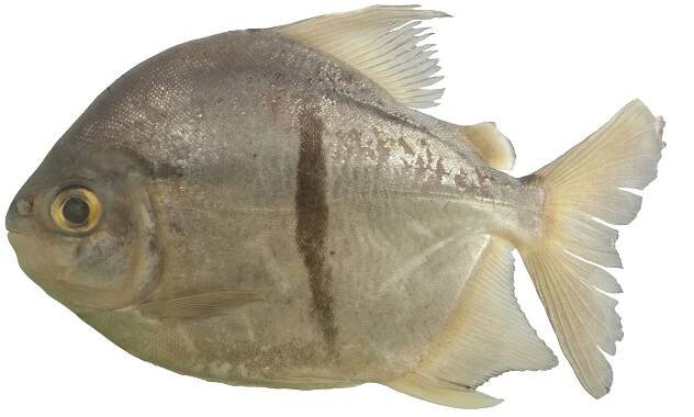 'Lord Sauron piranha': scientists name new Amazon species after terrifying Lord of the Rings villain