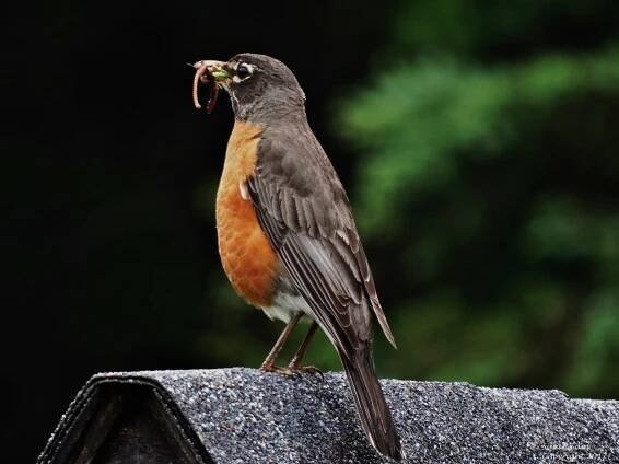 Robin