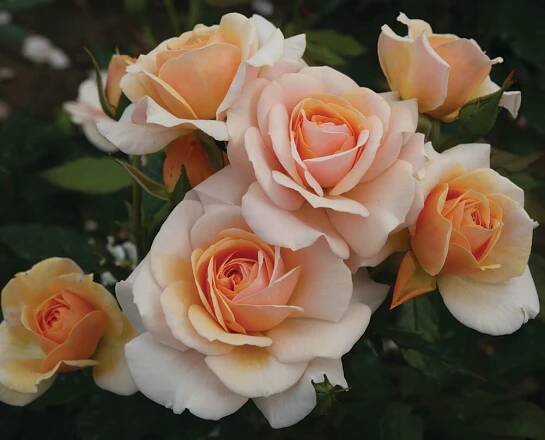 Rose of the Year