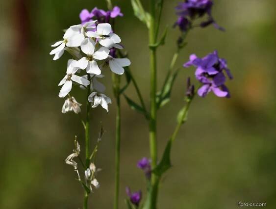 Měsíčnice roční (Lunaria annua), květy samičí