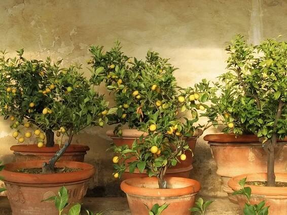 How to grow lemon from seed