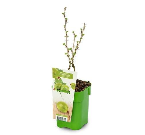 Angrešt zelený Ribes uva-crispa