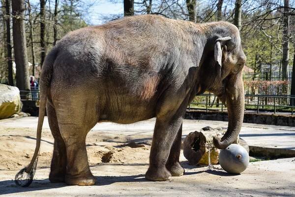 Liberecká zoo připravila Den Země. Děti poznaly blíže zvířata a pekly placky
